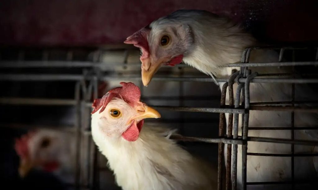 Gripe aviária: mais um caso confirmado no Zoológico de Brasília