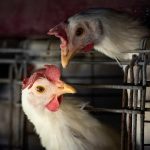 Gripe aviária: mais um caso confirmado no Zoológico de Brasília