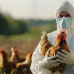Gripe aviária pode afetar humanos?