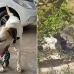 Homem é preso suspeito de maus-tratos contra cachorro