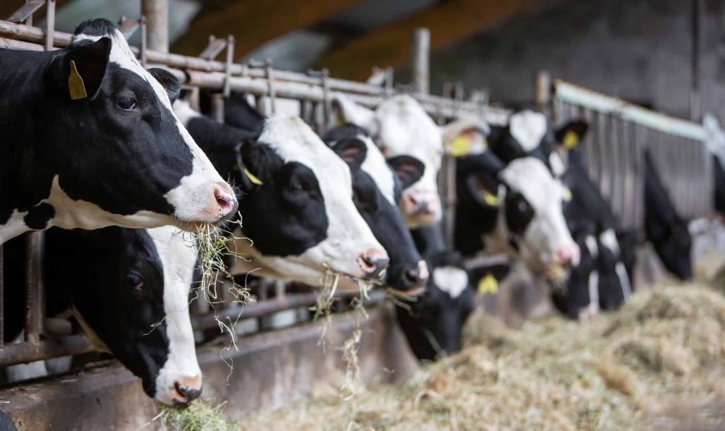 Leite sem vaca? Startup produz whey de maneira inusitada