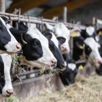 Leite sem vaca? Startup produz whey de maneira inusitada