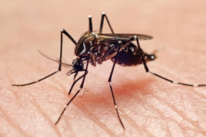 Maranhão registra 4,8 mil casos prováveis de dengue em 2025