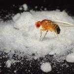 Moscas odeiam cocaína, mas podem ajudar no tratamento do vício