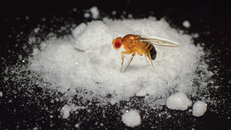 Moscas odeiam cocaína, mas podem ajudar no tratamento do vício