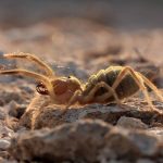 Nem aranha, nem escorpião: esse bicho do deserto é um