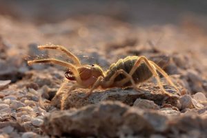 Nem aranha, nem escorpião: esse bicho do deserto é um