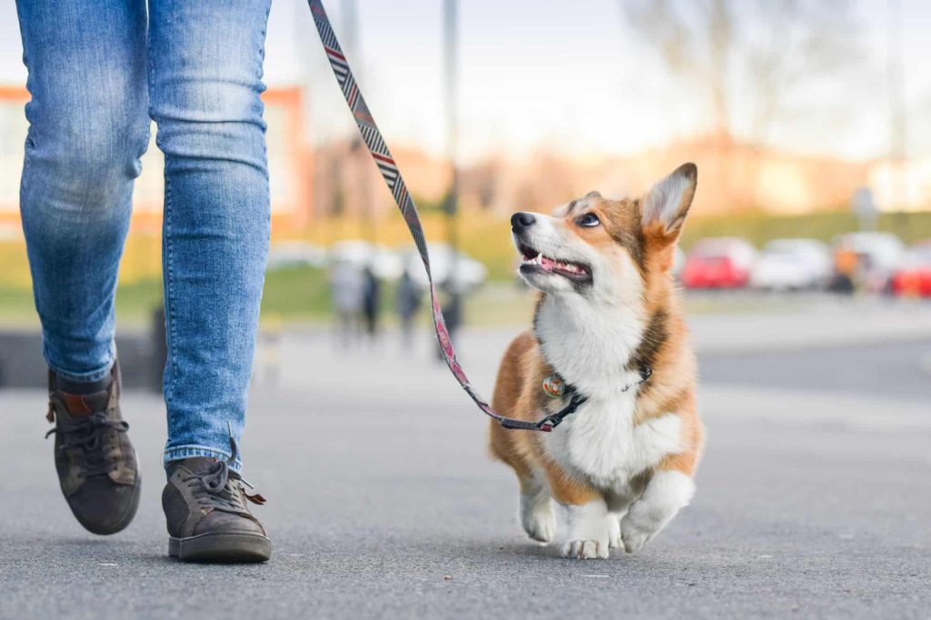 Neste país, caminhar com seu cachorro pode te fazer ir