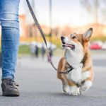 Neste país, caminhar com seu cachorro pode te fazer ir