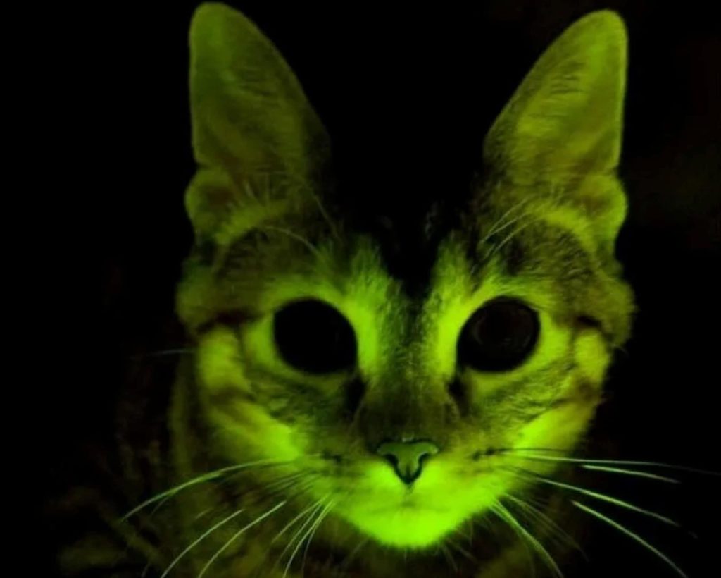 O dia em que cientistas fizeram gatos brilharem contra a