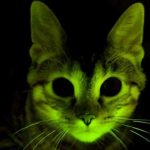 O dia em que cientistas fizeram gatos brilharem contra a