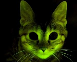 O dia em que cientistas fizeram gatos brilharem contra a