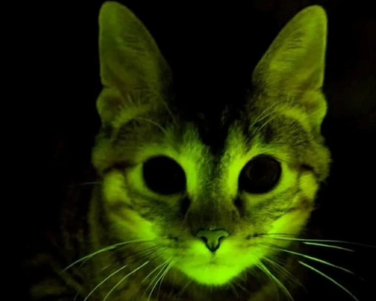 O dia em que cientistas fizeram gatos brilharem contra a