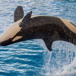 Orcas surpreendem criando ferramentas para higiene com algas marinhas