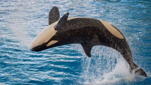 Orcas surpreendem criando ferramentas para higiene com algas marinhas