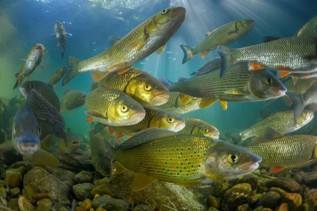 Os peixes bebem água?
