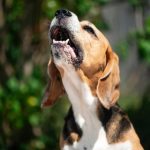 Parece besteira, mas é Ciência: por que os animais não