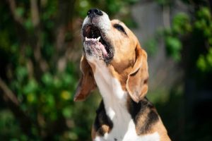 Parece besteira, mas é Ciência: por que os animais não