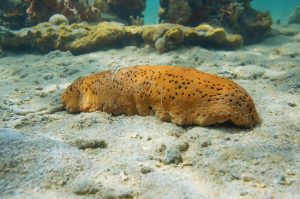 Pepino-do-mar revela composto natural que pode combater o câncer