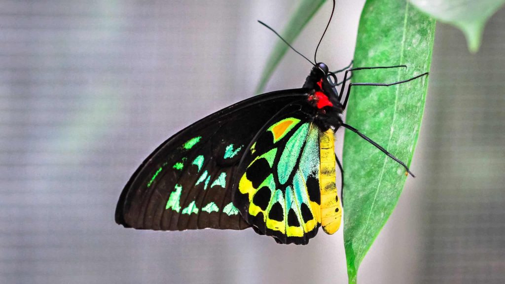 Pó de borboleta causa cegueira?