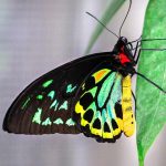 Pó de borboleta causa cegueira?