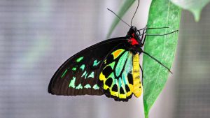 Pó de borboleta causa cegueira?