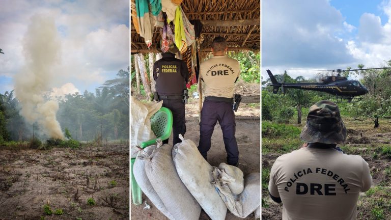 Polícia Federal destrói mais de 65 mil pés de maconha