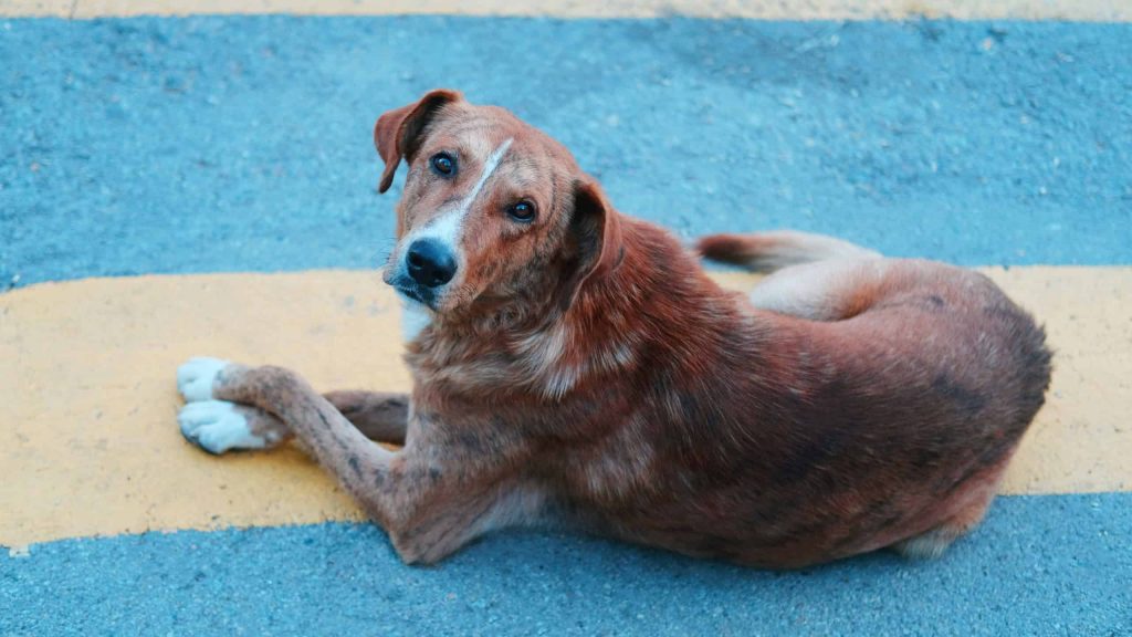 Por que cães giram antes de deitar?