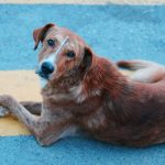 Por que cães giram antes de deitar?