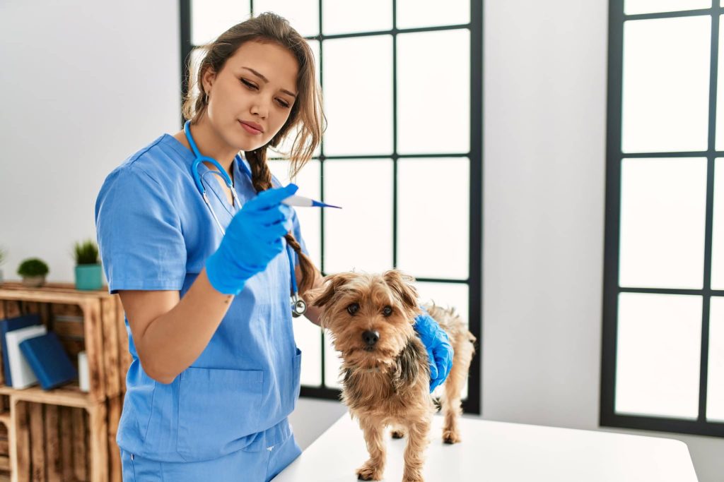 Por que medimos a temperatura dos animais pelo ânus?