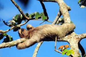 Por que o bicho-preguiça é tão lento?