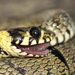 Por que os animais se fingem de mortos? Conheça a