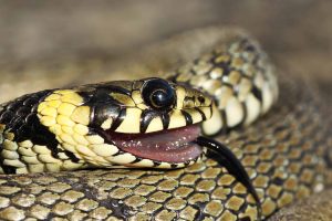 Por que os animais se fingem de mortos? Conheça a