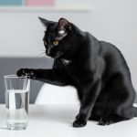 Por que os gatos derrubam objetos? Entenda se é de