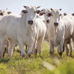 Prazo final para atualização de cadastro rural no MA é