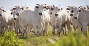 Prazo final para atualização de cadastro rural no MA é