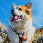 Quer rastrear o pet com AirTag? Veja os prós e