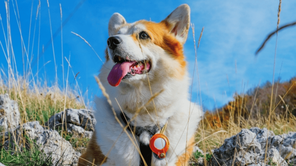 Quer rastrear o pet com AirTag? Veja os prós e