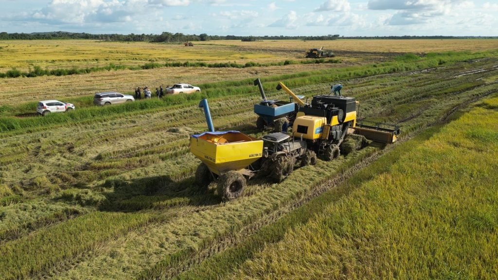 São Mateus do Maranhão bate recorde histórico na produção de