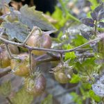 Tomates das Ilhas Galápagos “voltaram no tempo”? Entenda