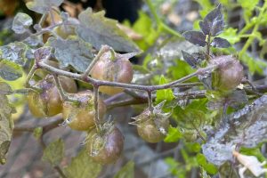 Tomates das Ilhas Galápagos “voltaram no tempo”? Entenda