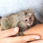 Você pode ter um pet exótico? Veja 8 animais liberados