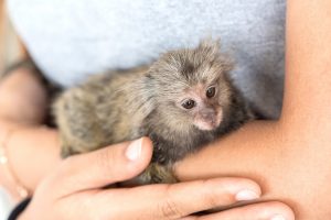 Você pode ter um pet exótico? Veja 8 animais liberados