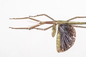 40 centímetros! Inseto gigante é descoberto na Austrália; veja