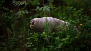 5 animais que vivem em condições extremas