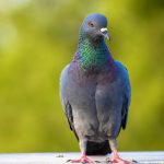 6 animais que foram obrigados a se adaptar aos centros