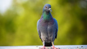 6 animais que foram obrigados a se adaptar aos centros