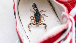7 animais peçonhentos que entram na casa dos brasileiros