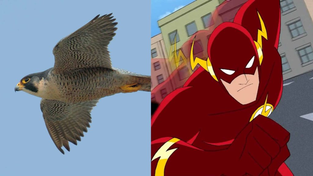 8 animais com habilidades que parecem superpoderes