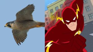 8 animais com habilidades que parecem superpoderes